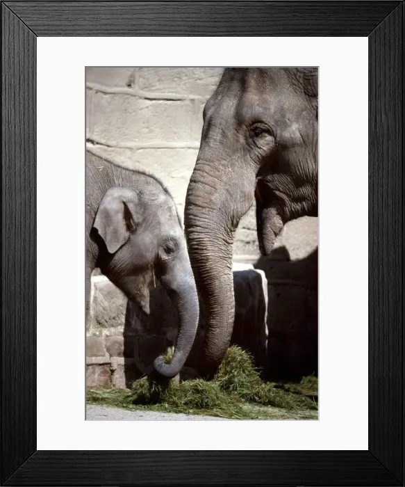 Framed Print : Mother elephant and her young at Chester Zoo eating grass August 1979