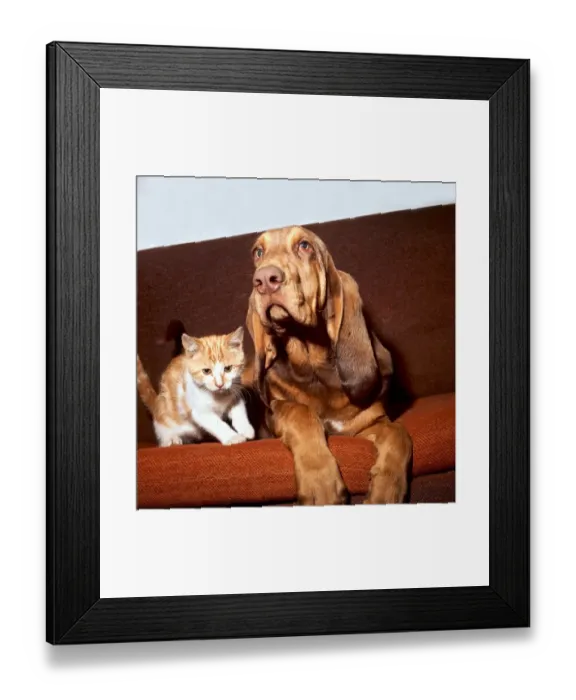 Framed Print : A kitten sitting on the sofa with a bloodhound August 1973