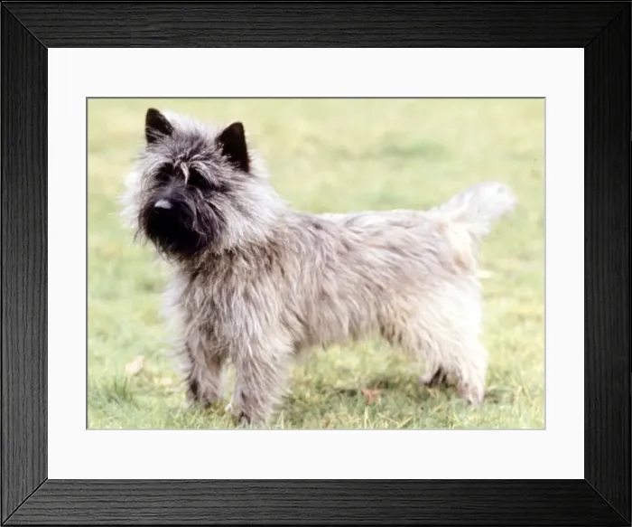Framed Print : A Cairn Terrier dog, full length June 1987 Framed Print : A Cairn Terrier dog, full length June 1987