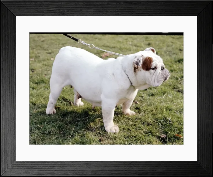Framed Print : A Bulldog in profile being taken for a walk June 1987 Framed Print : A Bulldog in profile being taken for a walk June 1987
