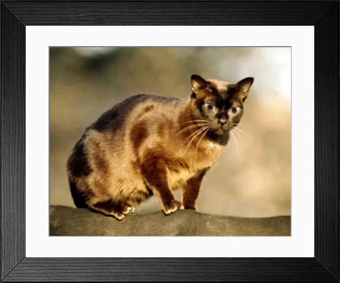 Framed Print : A Burmese cat June 1987 Framed Print : A Burmese cat June 1987
