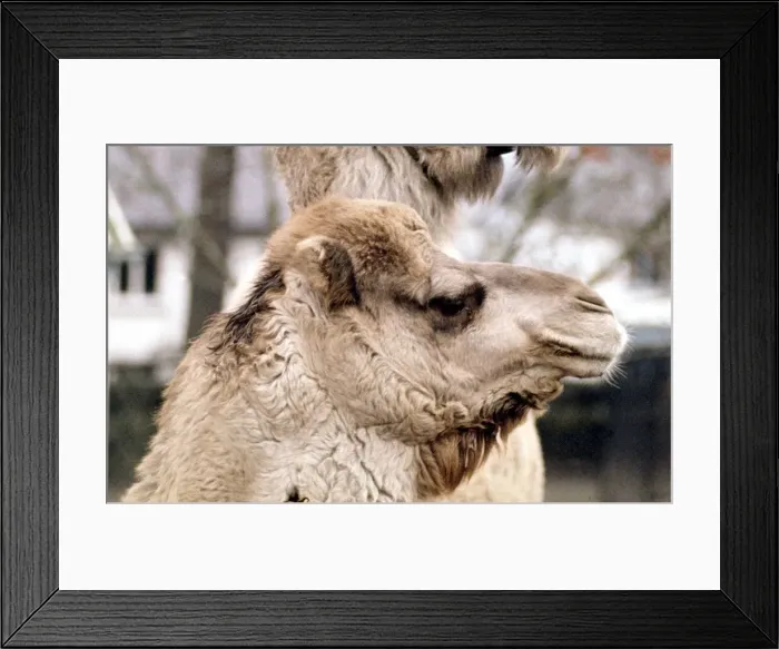 Framed Print : Camels Jock and Nithanya at Belle Vue Zoo in Belfast January 1971 Framed Print : Camels Jock and Nithanya at Belle Vue Zoo in Belfast January 1971