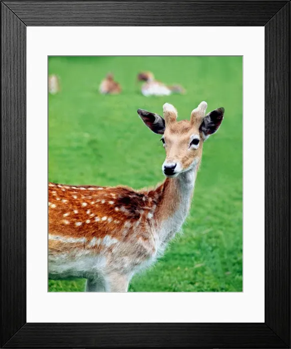 Framed Print : Young Deer in Richmond Park, London July 1968