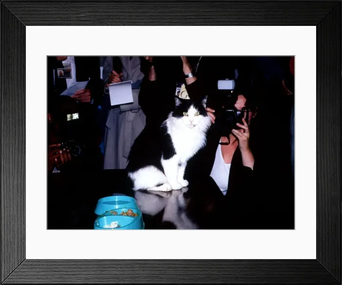 Framed Print : Celebrity cat Humphrey the cat returns home to No. 10 Downing Street. September 1995 Framed Print : Celebrity cat Humphrey the cat returns home to No. 10 Downing Street. September 1995