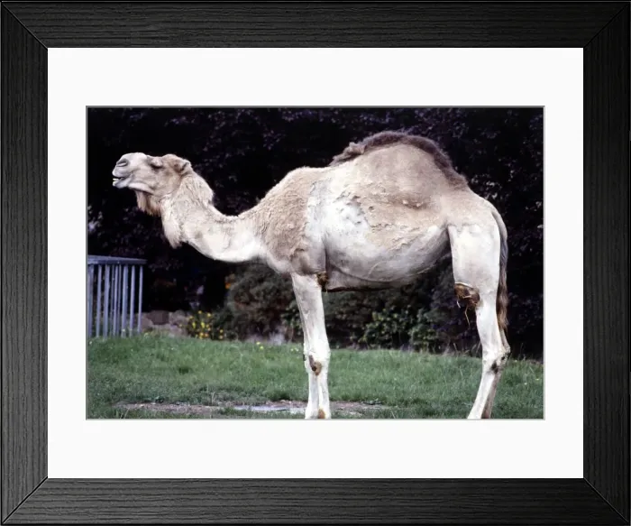 Framed Print : A camel at Chester Zoo August 1979 Framed Print : A camel at Chester Zoo August 1979