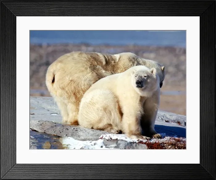 Framed Print : Polar Bears at Churchill on the Hudson Bay October 1971 Framed Print : Polar Bears at Churchill on the Hudson Bay October 1971