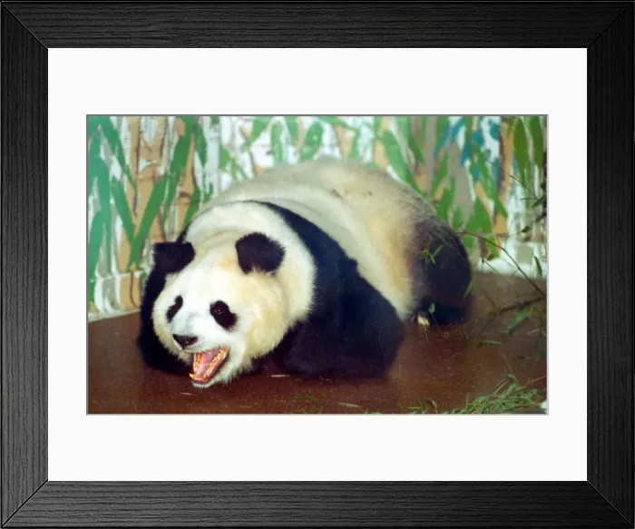 Framed Print : Panda bear Ming Ming from London Zoo is said to be pregnant. Bao Bao is the father Framed Print : Panda bear Ming Ming from London Zoo is said to be pregnant. Bao Bao is the father