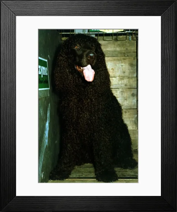 Framed Print : An Irish Water Spaniel June 1987