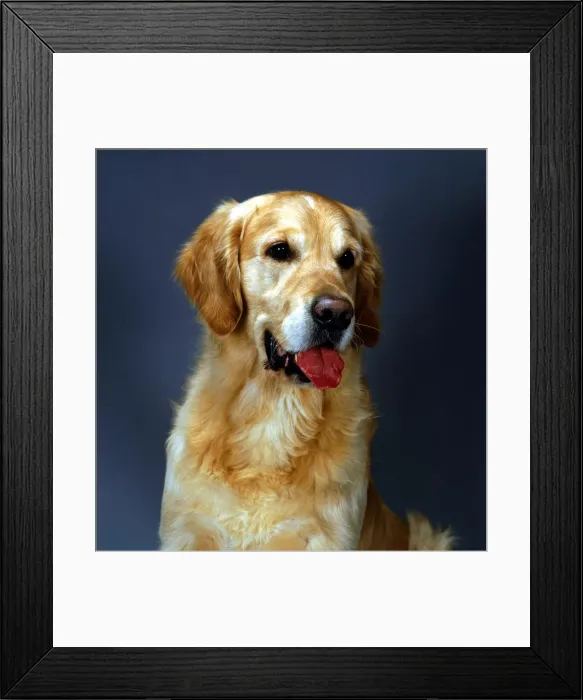 Framed Print : A Golden Retriever dog with mouth open June 1987 Framed Print : A Golden Retriever dog with mouth open June 1987