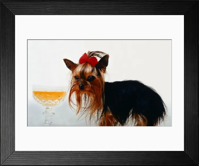 Framed Print : The worlds smallest dog Thumelina the Yorkshire Terrier wearing a red ribbon Framed Print : The worlds smallest dog Thumelina the Yorkshire Terrier wearing a red ribbon