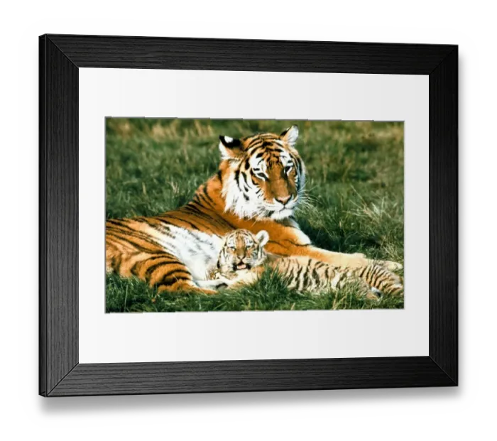 Framed Print : Siberian Tiger with cub at Marwell Zoo Park near Winchester, Hants November 1975 Framed Print : Siberian Tiger with cub at Marwell Zoo Park near Winchester, Hants November 1975