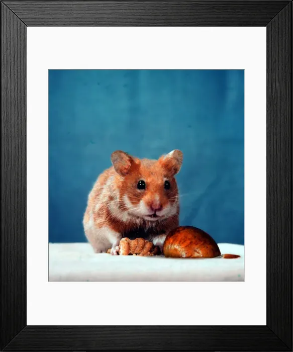 Framed Print : A Golden Hamster pet Circa 1980 Framed Print : A Golden Hamster pet Circa 1980