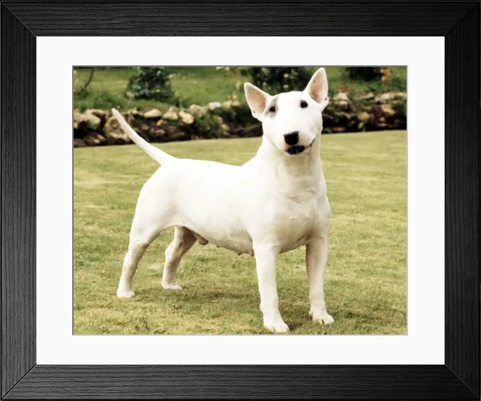 Framed Print : A Bull Terrier full length June 1987 Framed Print : A Bull Terrier full length June 1987