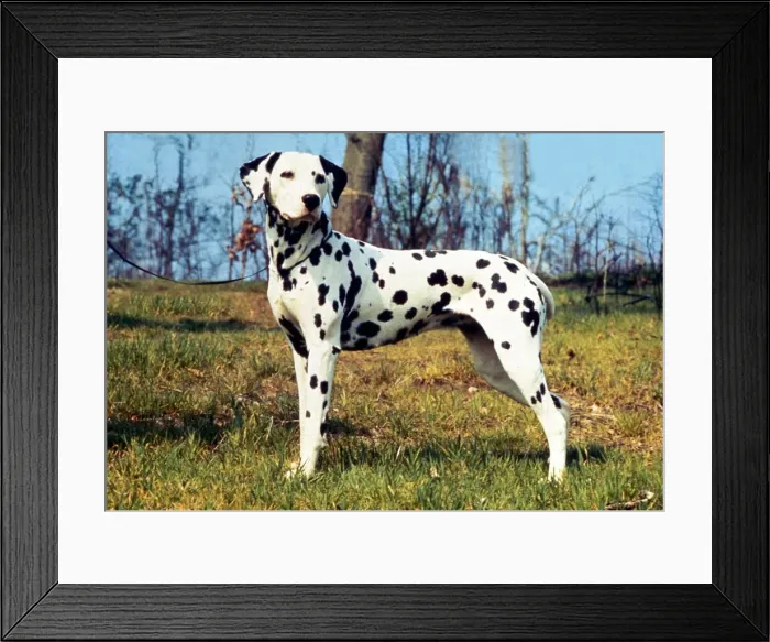 Framed Print : A Dalmation Dog August 1994