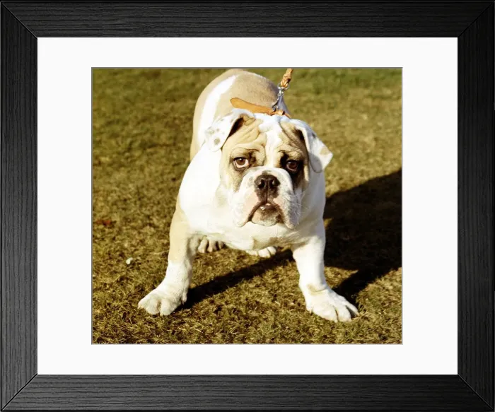 Framed Print : A Bulldog Puppy looking at camera February 1967 Framed Print : A Bulldog Puppy looking at camera February 1967