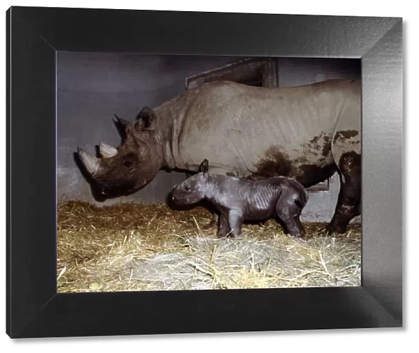 Mother rhinoceros June with her two days old baby Kes at London Zoo September 1978