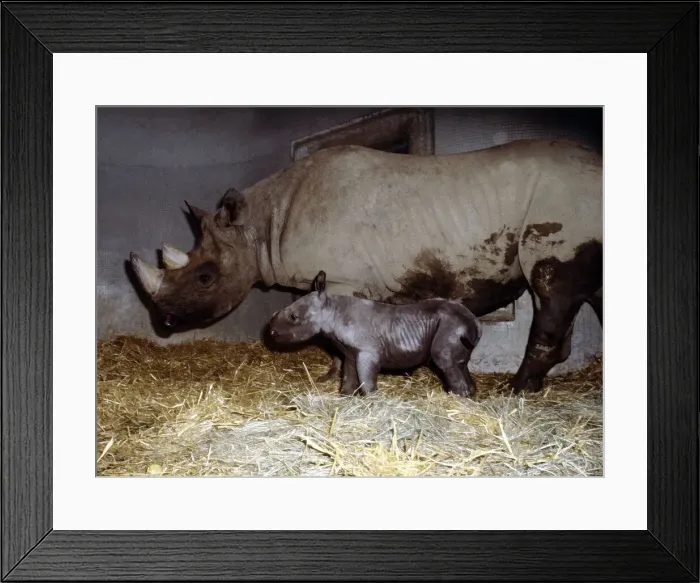 Framed Print : Mother rhinoceros June with her two days old baby Kes at London Zoo September 1978