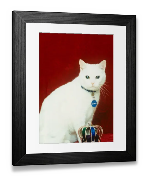 Framed Print : Celebrity pets Feature. Arthur from the Cat food advert. October 1995