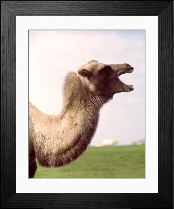 Framed Print : A bactrian camel at Whipsnade Zoo March 1966 Framed Print : A bactrian camel at Whipsnade Zoo March 1966