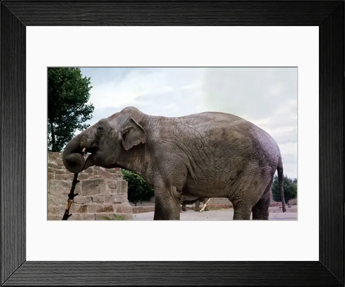 Framed Print : An Elephant at Chester Zoo Circa 1980 Framed Print : An Elephant at Chester Zoo Circa 1980