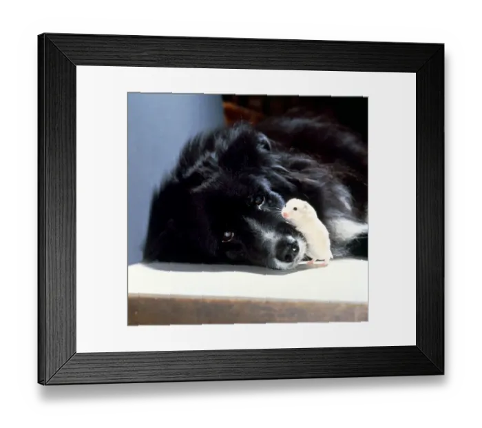 Framed Print : A black Collie dog with his friend the hamster January 1979 Framed Print : A black Collie dog with his friend the hamster January 1979