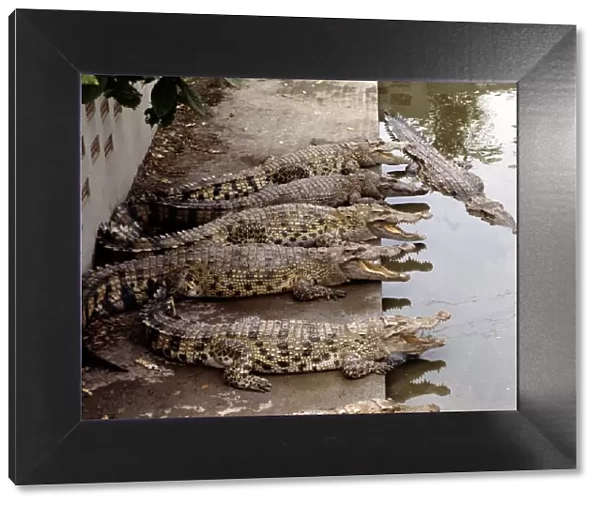 Crocodile Farm in Bangkok Thailand March 1979