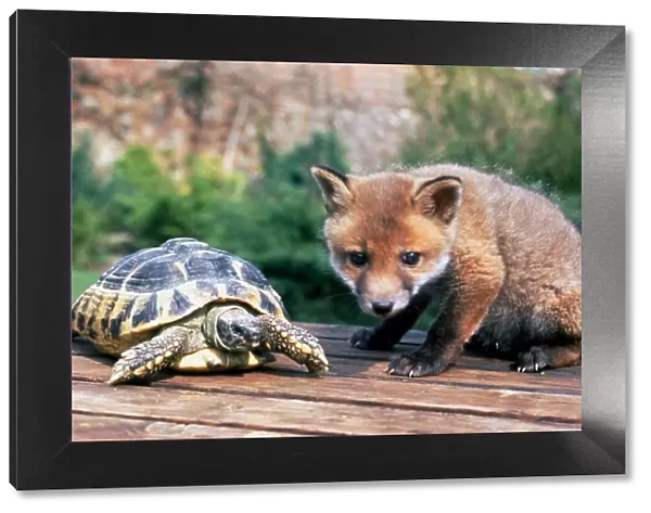 Basil the orphaned fox and Barny the tortoise becoming friends April 1992