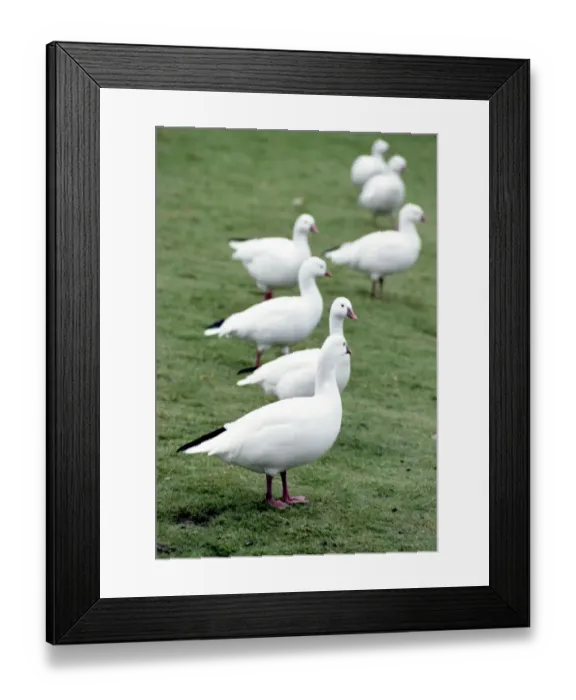 Framed Print : Geese at Severn Wildlife Trust in Slimbridge Glocuestershire October 1980 Framed Print : Geese at Severn Wildlife Trust in Slimbridge Glocuestershire October 1980
