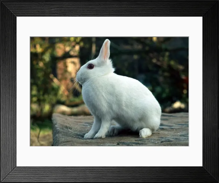 Framed Print : A Netherland Dwarf Rabbit February 1989 Framed Print : A Netherland Dwarf Rabbit February 1989