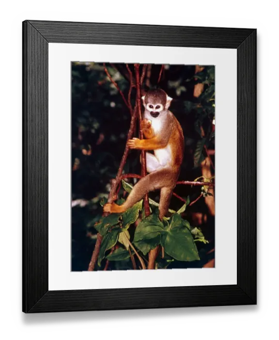 Framed Print : A squirrel monkey climbing trees in the Amazon rainforest January 1990 Framed Print : A squirrel monkey climbing trees in the Amazon rainforest January 1990
