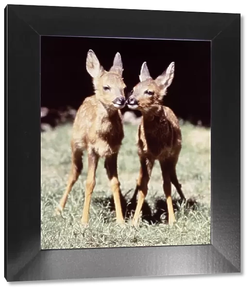 Twin Deer at Dartmoor Wildlife Park August 1984