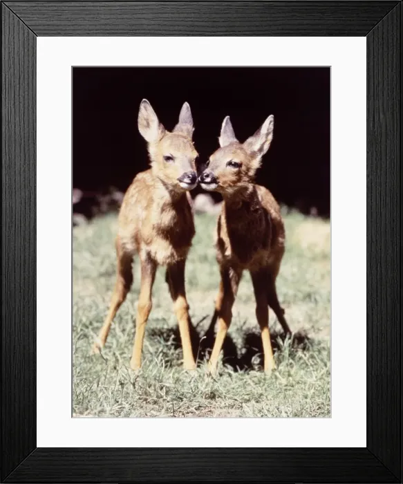 Framed Print : Twin Deer at Dartmoor Wildlife Park August 1984 Framed Print : Twin Deer at Dartmoor Wildlife Park August 1984