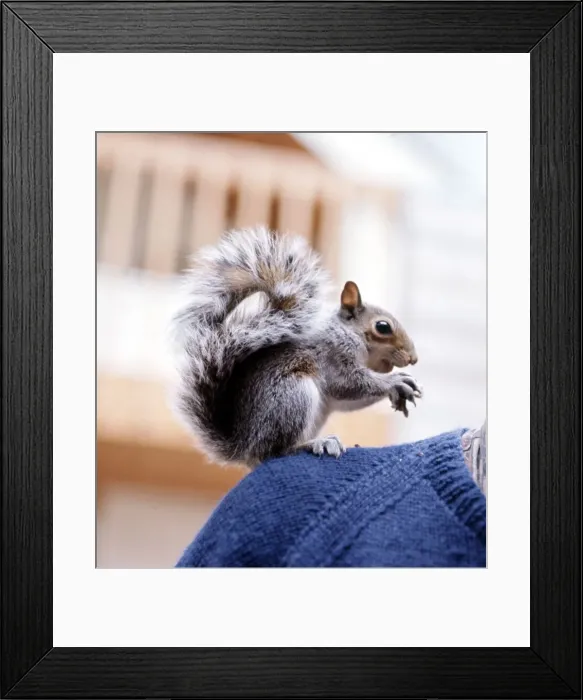 Framed Print : A tame squirell eating his nut on somebodys shoulder 1968 Framed Print : A tame squirell eating his nut on somebodys shoulder 1968
