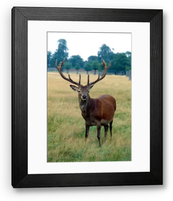 Framed Print : Red deer out in the fields September 1979