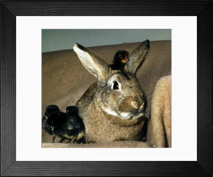 Framed Print : A rabbit with several cute fluffy chicks on his head March 1974 Framed Print : A rabbit with several cute fluffy chicks on his head March 1974