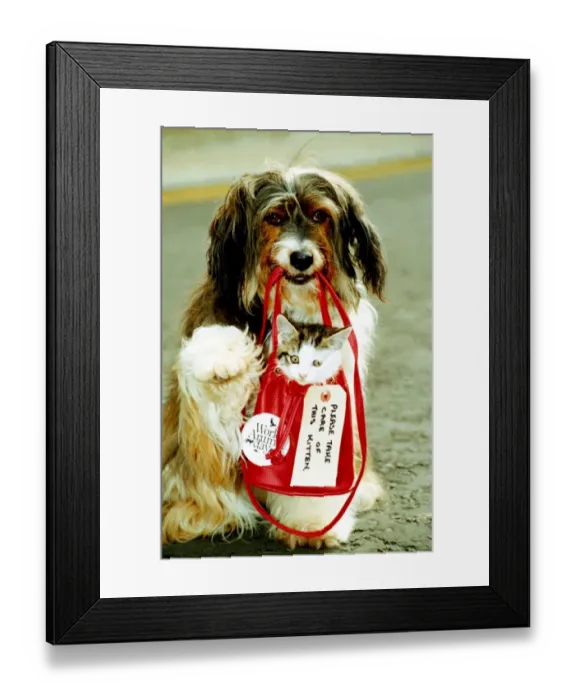 Framed Print : Pippin the dog gives a homeless kitten a little lift in a bag September 1990