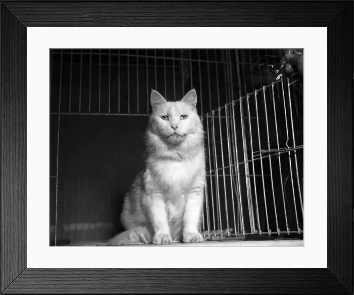 Framed Print : Cats and Kittens in their show cages at the 1951 National Cat Show at Olympia Framed Print : Cats and Kittens in their show cages at the 1951 National Cat Show at Olympia