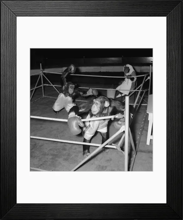 Framed Print : Chimps boxing match at Bertram Mills Circus 1955 Framed Print : Chimps boxing match at Bertram Mills Circus 1955