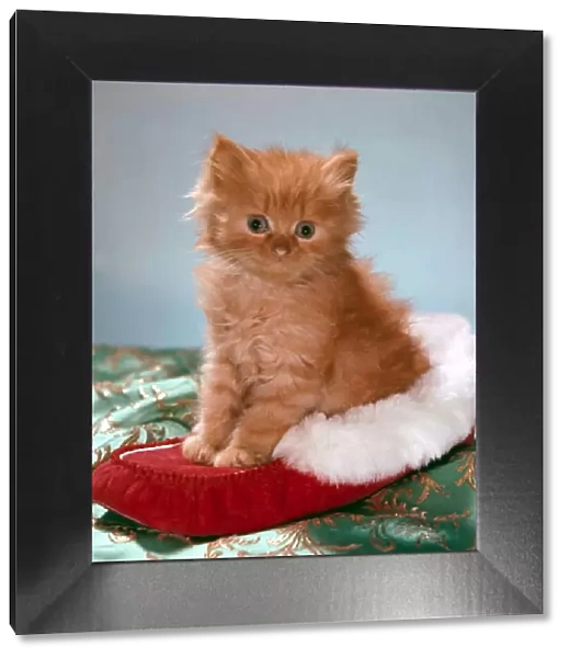 Cute kitten sitting on top of a christmas shoe christmas setting x-mas