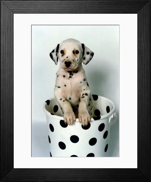 Framed Print : Animal Dog Dalmatian December 1996