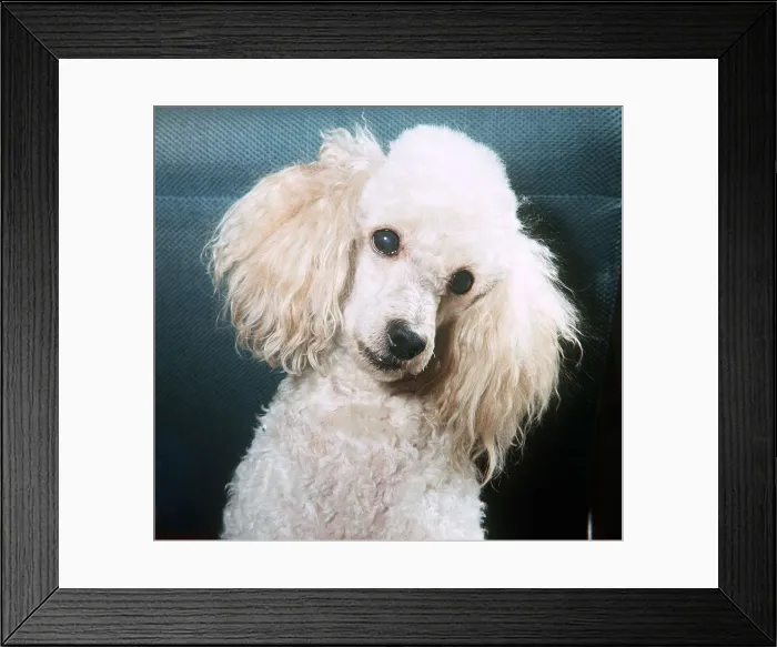 Framed Print : Bon Bon the Poodle - November 1965 Framed Print : Bon Bon the Poodle - November 1965