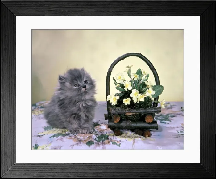 Framed Print : Cute kitten sitting on blanket next to basket with flowers festive animal Framed Print : Cute kitten sitting on blanket next to basket with flowers festive animal