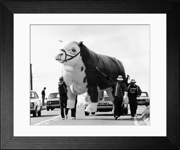Framed Print : Inflatable Cow 1980