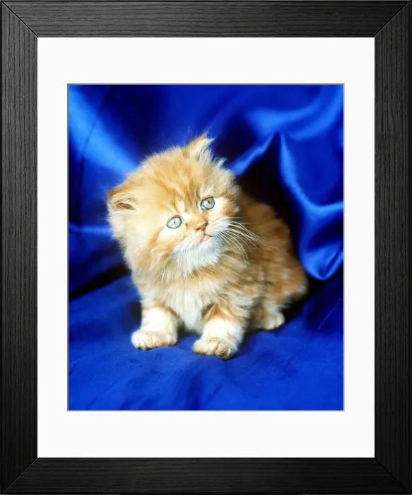 Framed Print : Animals Cats Kitten self Coloured Red february 1989 with blue eyes