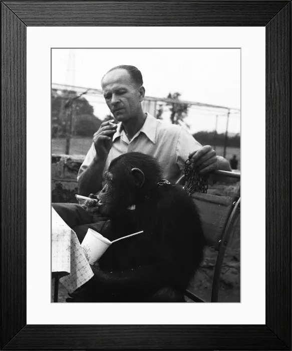 Framed Print : Joe the chimp enjoys a well earned cigarette at Chester Zoo 1955 Framed Print : Joe the chimp enjoys a well earned cigarette at Chester Zoo 1955