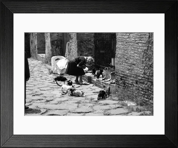 Framed Print : The Famous cats which live at The Colosseum in Rome Italy Framed Print : The Famous cats which live at The Colosseum in Rome Italy