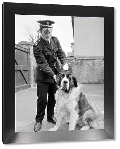 A Lost St Bernard dog handed in at the police station in Harlesden Police Station North