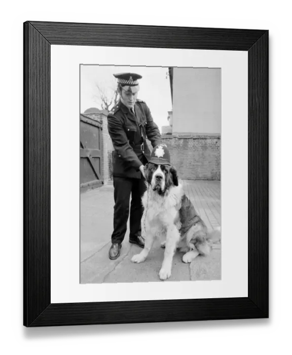 Framed Print : A Lost St Bernard dog handed in at the police station in Harlesden Police Station North
