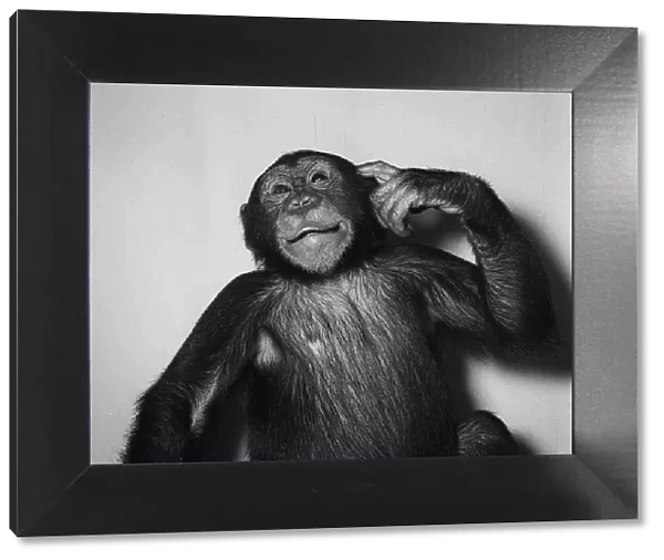 A Chimp scratching his head, 1955