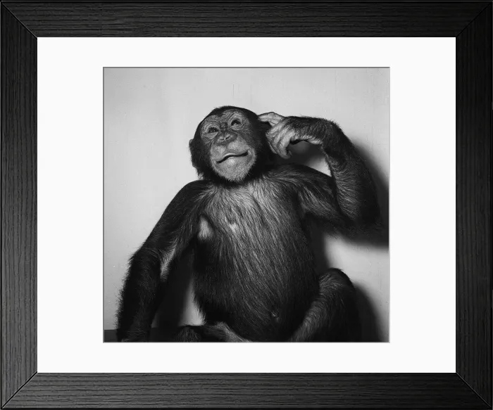 Framed Print : A Chimp scratching his head, 1955 Framed Print : A Chimp scratching his head, 1955